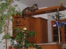 Fotky: Mainsk� m�val� ko�ka (foto, obrazky)