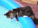 :  > Mainsk� m�val� ko�ka (Maine Coon)