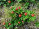 Malin�k Obecn�