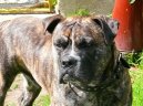 :  > Malorsk� doga (Perro de Presa Mallorquin)