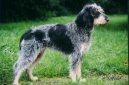 :  > Mal� hrubosrst� modr� gasko�sk� honi� (Griffon bleu de Gascogne, Blue Gascony Griffon)