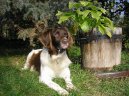 Mal� m�nsterlandsk� oha�