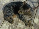 :  > Mansk� ko�ka (Manx)