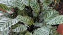 Maranta