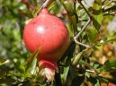 Marhan�k, gran�tovn�k obecn�