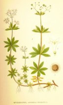 :  > M�ta Peprn� (Mentha piperita L.)