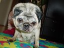 Fotky: Mops (foto, obrazky)