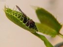 :  > Mucholapka podivn� (Dionea muscipula)
