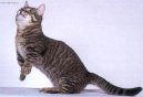 Munchkin ko�ka