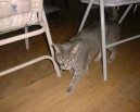 :  > Munchkin ko�ka (Munchkin Cat)