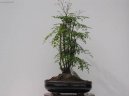 Nebesk� bambus