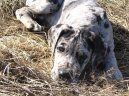 :  > N�meck� doga (Deutsche Dogge)