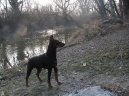 :  > N�meck� pin� (German Pinscher)