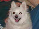 :  > N�meck� �pic mal� (Deutscher spitz - Kleinspitz, German Spitz � Miniature Spitz)