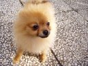 :  > N�meck� �pic trpasli�� (Deutscher spitz - Zwerspitz, German Spitz - Pomeranian)