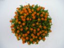Pokojov� rostliny:  > Nertera andsk�, kor�lovka (Nertera granadensis)