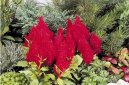 Pokojov� rostliny: Jednolet� > Nevadlec (Celosia)