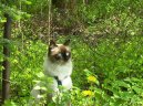 Ko�ky:  > N�vsk� ko�ka, Ma�kar�da (Neva Masqyerade Cat)