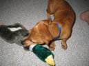 Ps� plemena:  > Ne� si dom� p�ivedeme pejska (Requisites for dogs)