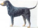 Ps� plemena:  > Nivernaissk� hrubosrst� honi� (Griffon nivernais)