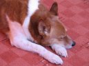 Ps� plemena: Seversk� > Norbotensk� �pic (Norrbottenspitz, Norrbottenspets)