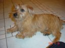 Norfolk teri�r