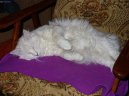 Ko�ky:  > Norsk� lesn� ko�ka (Norwegian Forest Cat)