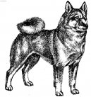 Ps� plemena: Seversk� > Norsk� buhund (Norwegian Buhund)