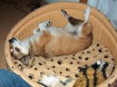 Ps� plemena:  > Norsk� lundehund (Norsk Lundehund)