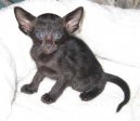 Ko�ky:  > Orient�ln� kratkosrst� ko�ka (Oriental Shorthair Cat)