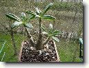 Pachypodium, madagaskarsk� palma