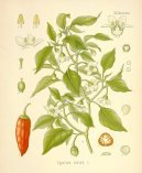 :  > Paprika K�ovit�, Kayensk� Pep� (Capsicum frutescent, Capsicum annum)