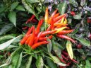 Paprika ro�n�