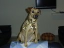 Patterdale teri�r