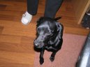 :  > Patterdale teri�r (Patterdale Terrier)