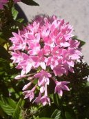 Pentas, p�tkovec