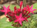 Pentas, p�tkovec