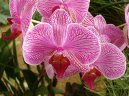 P�stov�n� orchidej�