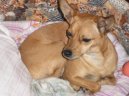 :  > Pin�-harlek�n (Harlequin Pinscher)