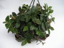 Pod�nka, tradeskancie