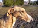 :  > Polsk� chrt (Chart Polski, Polish Greyhound)