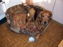 :  > Polsk� ogar (Ogar Polski, Polish Hound)