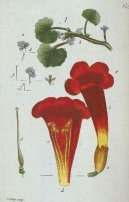 :  > Popenec B�e�anolist� (Glechoma hederacea L)