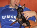 :  > Pra�sk� krysa��k (Prague ratter)