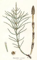 Pokojov� rostliny:  > P�esli�ka Roln� (Equisetum arvense L.)