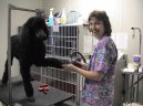 Ps� plemena:  > Prevence nemoc� ps� (Diseases of Dogs)