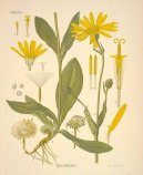 Pokojov� rostliny:  > Prha Arnika (Arnica montana)