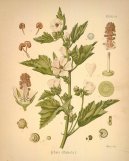 Pokojov� rostliny:  > Proskurn�k L�ka�sk� (Althaea officinalis)