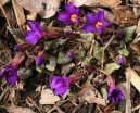 Pokojov� rostliny:  > Prvosenka, primulka (Primula)
