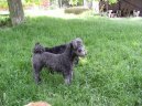 Ps� plemena:  > Pumi